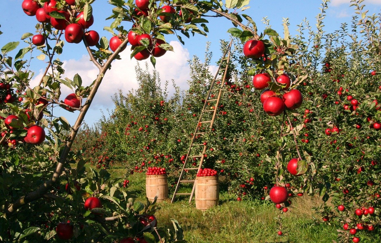 Gli imprenditori del benessere in agricoltura